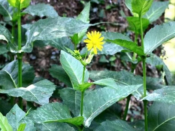 串葉松香草人工種植的時候怎么樣能高產? 串葉松香草人工種植的時候怎么樣能高產?