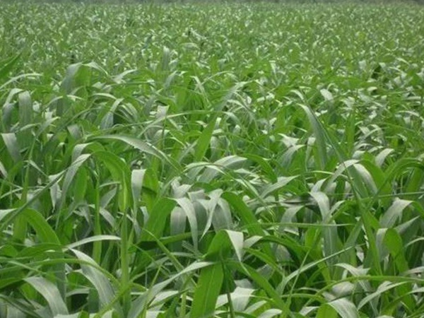 蘇丹草介紹以及主要價值，生長速度