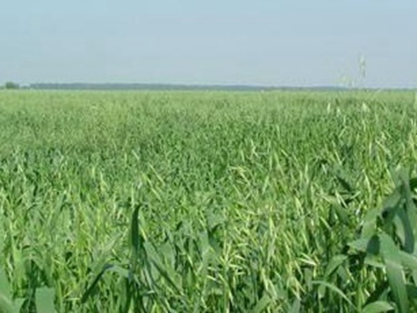 燕麥種植的生長(zhǎng)環(huán)境是怎樣的？有什么需要注意的？