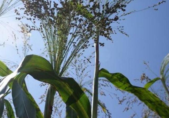 甜高梁種植技巧是什么，如何產(chǎn)量高