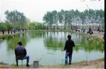 龍蝦養殖中小米草如何種植效益比較好 龍蝦養殖中小米草如何種植效益比較好