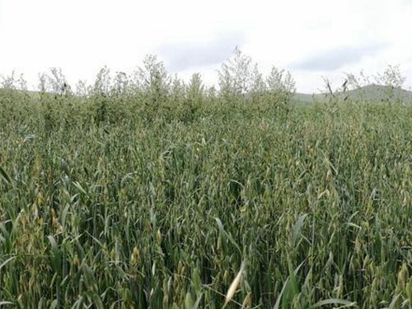 燕麥種植的生長(zhǎng)環(huán)境是怎樣的？有什么需要注意的？