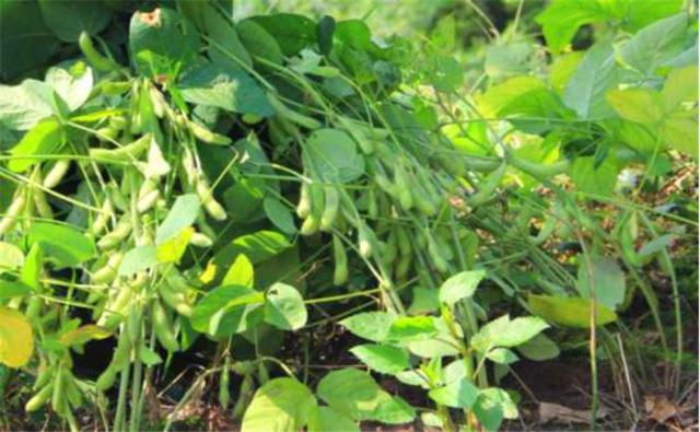 種植黑豆時(shí)，掌握技術(shù)方法產(chǎn)量能提升