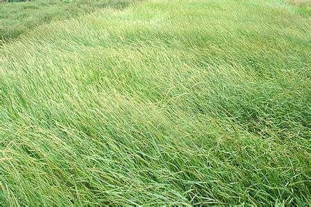 優(yōu)質牧草——披堿草，具有不同的經(jīng)濟價值