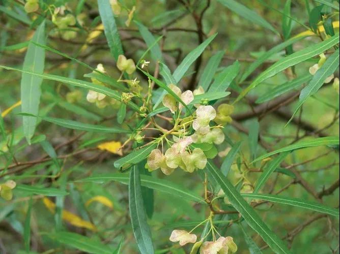 車桑子繁殖方式以及主要經濟價值 車桑子繁殖方式以及主要經濟價值