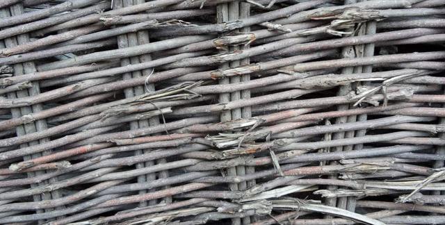 荊條的主要價值以及種植管理技術介紹 荊條的主要價值以及種植管理技術介紹