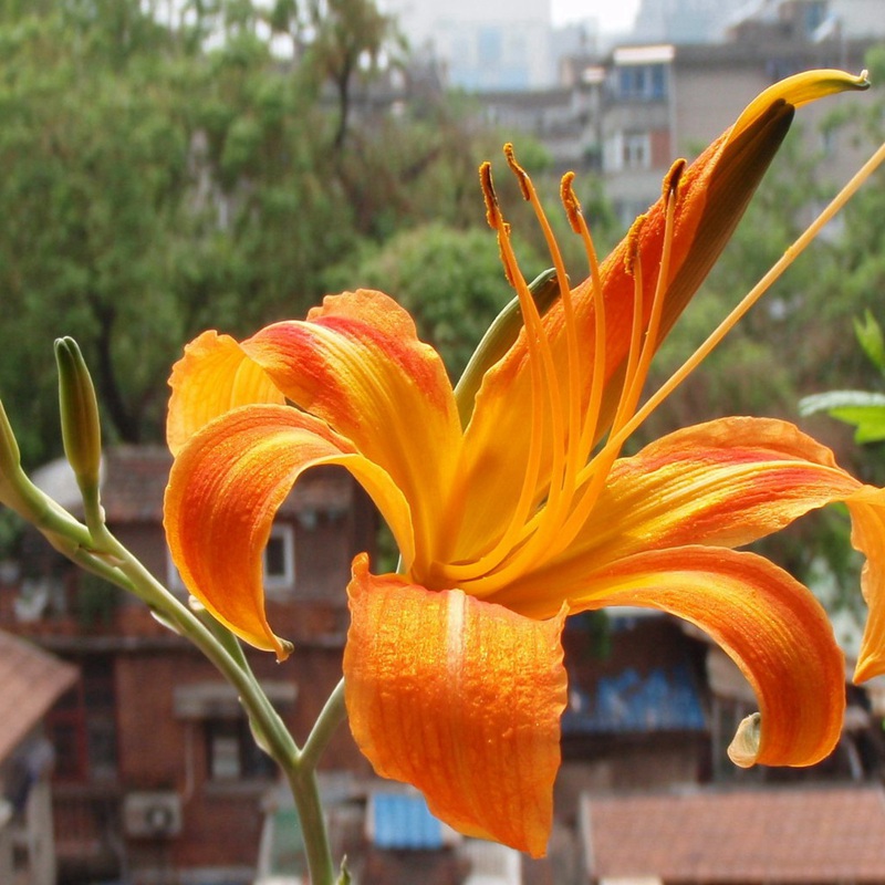 大花萱草 大花萱草