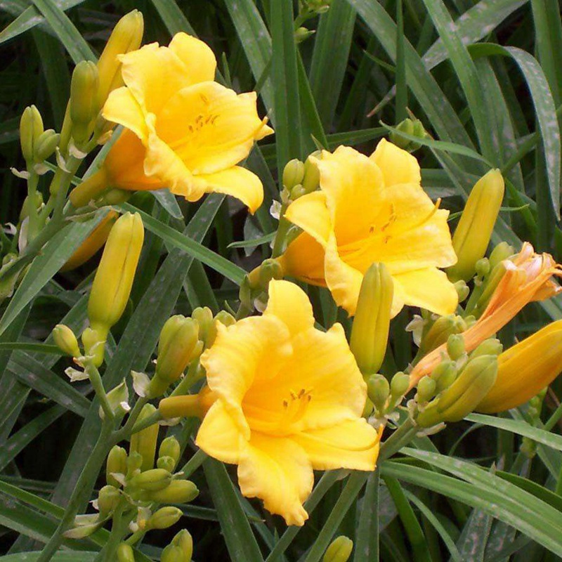 大花萱草 大花萱草