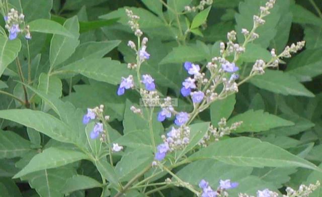 荊條的主要價值以及種植管理技術介紹 荊條的主要價值以及種植管理技術介紹