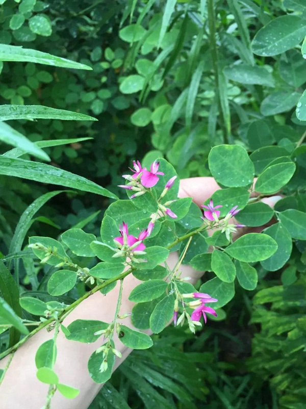 耐寒性較好—二色胡枝子栽培技術(shù)要點(diǎn)