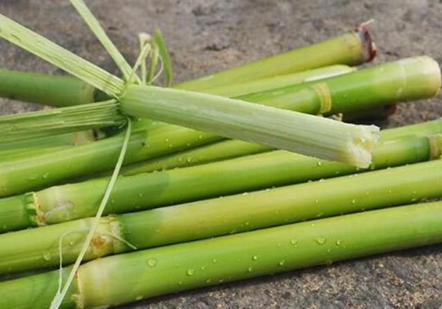 甜高粱播種對生長環(huán)境有什么要求，種植應該注意什么
