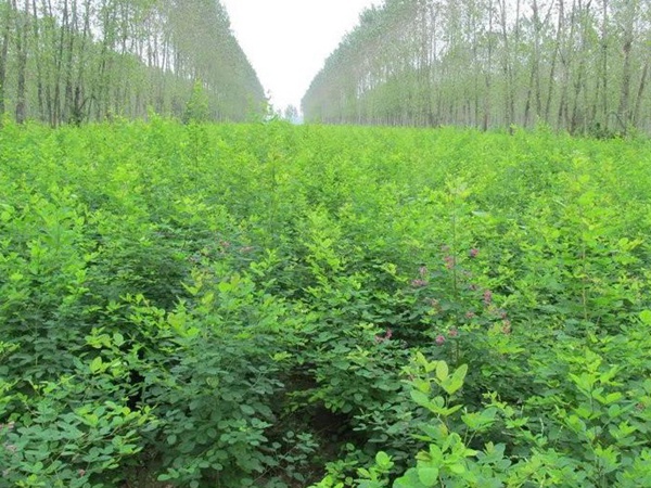 耐寒性較好—二色胡枝子栽培技術(shù)要點(diǎn)