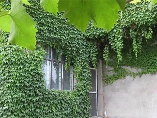 「爬山虎」的種植方法，有什么種植要求？