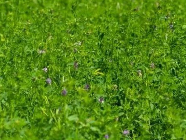 紫花苜蓿最佳種植時(shí)間是什么時(shí)候?   