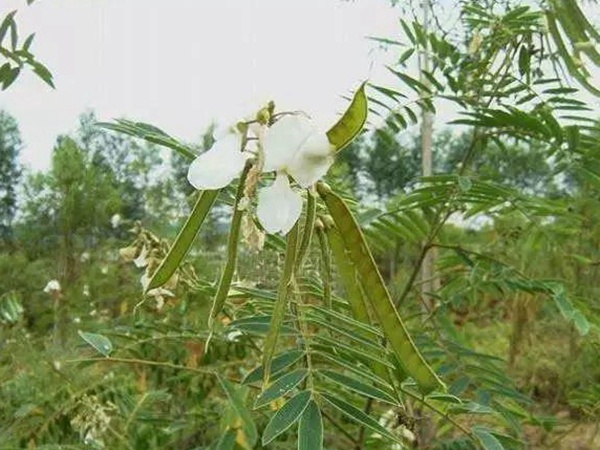 山毛豆繁殖方法以及習(xí)性特點