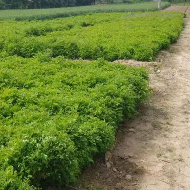 紫穗槐育苗產(chǎn)苗量高,繁育時間短,生長速度快 紫穗槐育苗產(chǎn)苗量高,繁育時間短,生長速度快