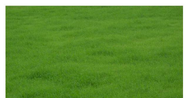 野牛草種植這幾個步驟一定要掌握好，種植就比較簡單