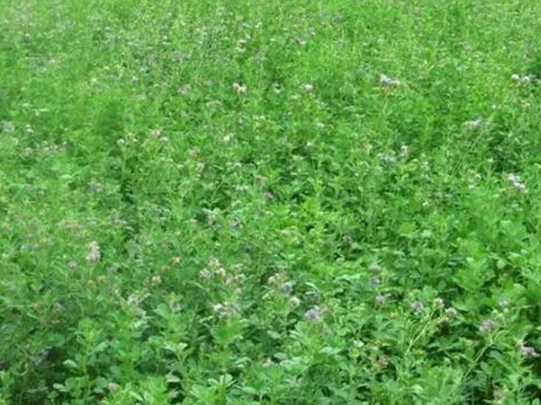 進(jìn)口紫花苜蓿種子播種時(shí)間與管理方法 進(jìn)口紫花苜蓿種子播種時(shí)間與管理方法