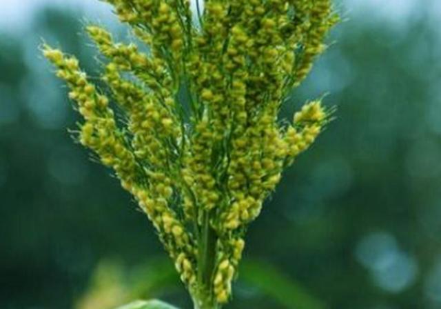 甜高梁種植技巧是什么，如何產(chǎn)量高