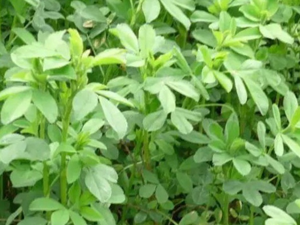 進(jìn)口紫花苜蓿種子播種時(shí)間與管理方法 進(jìn)口紫花苜蓿種子播種時(shí)間與管理方法