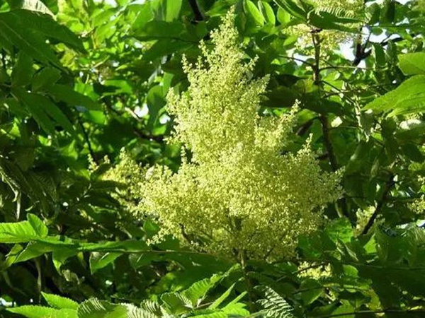 鹽膚木的種植栽培技術以及田間管理方法 鹽膚木的種植栽培技術以及田間管理方法