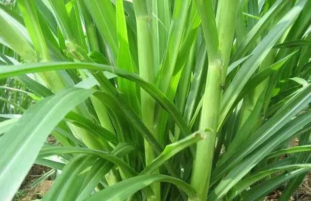 皇竹草養(yǎng)豬、喂雞可降低成本增加收入，栽培方法！