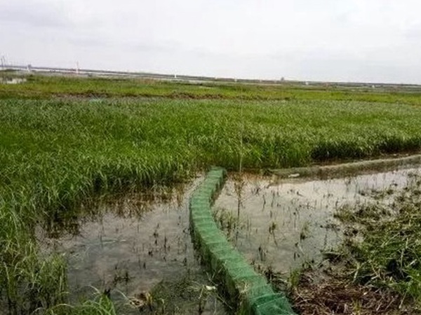 小米草優勢——耐寒耐高溫，小米草最適宜的溫度