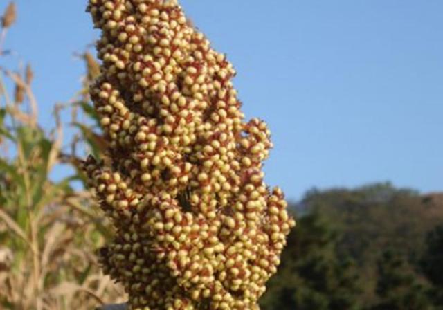 甜高梁種植技巧是什么，如何產(chǎn)量高