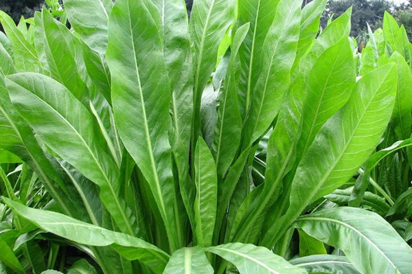 農(nóng)戶養(yǎng)鴨菊苣種子價格多少錢一斤，菊苣草播種時間