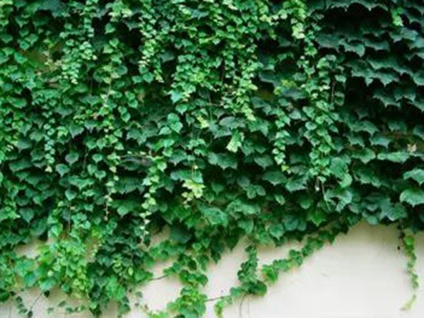 爬山虎種植方法與播種前應該如何準備 爬山虎種植方法與播種前應該如何準備