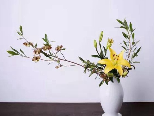 車桑子基本詳情介紹以及一車桑子的插花作品 車桑子基本詳情介紹以及一車桑子的插花作品