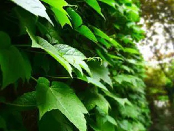爬山虎種植方法與播種前應該如何準備 爬山虎種植方法與播種前應該如何準備