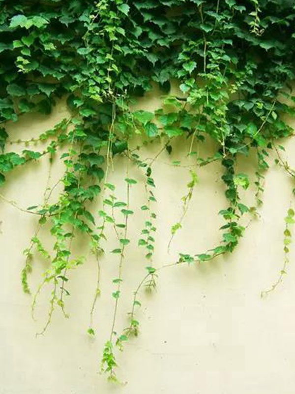 爬山虎種植方法與播種前應該如何準備 爬山虎種植方法與播種前應該如何準備