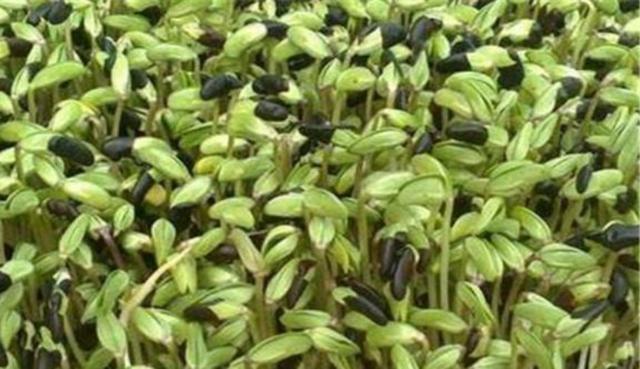黑豆怎么樣種植？如何提高黑豆高產量？