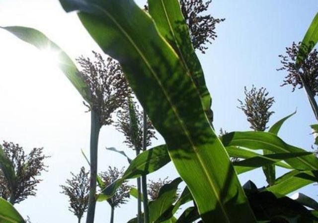 甜高梁種植技巧是什么，如何產(chǎn)量高