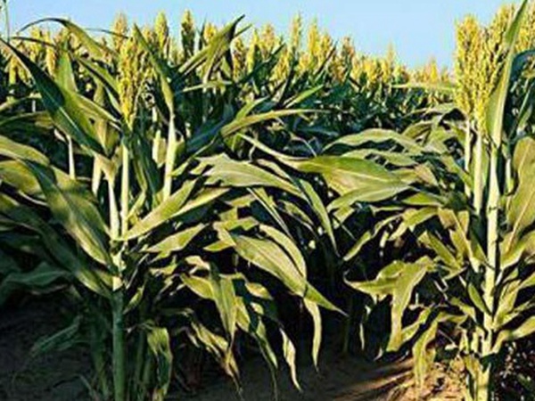 黑小麥批發(fā)價格多少錢一斤？黑小麥種植方法是什么？