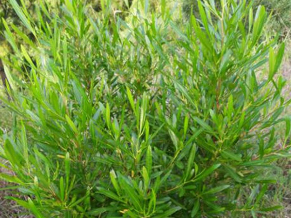 車桑子基本詳情介紹以及一車桑子的插花作品 車桑子基本詳情介紹以及一車桑子的插花作品