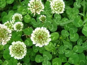 白三葉除草最強技術有哪些？