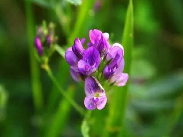 紫花苜蓿最佳種植時(shí)間是什么時(shí)候?   