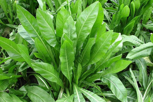 栽種優(yōu)質(zhì)牧草——菊苣種子營(yíng)養(yǎng)價(jià)值高 養(yǎng)兔首選 栽種優(yōu)質(zhì)牧草——菊苣種子營(yíng)養(yǎng)價(jià)值高 養(yǎng)兔首選