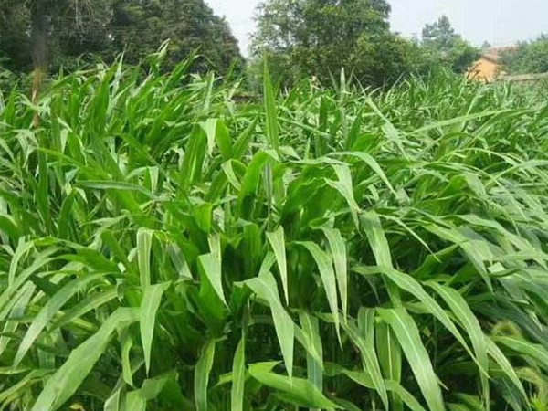 墨西哥玉米草---高產牧草種子 墨西哥玉米草---高產牧草種子