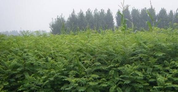 常見綠化護坡品種——紫穗槐經(jīng)濟價值