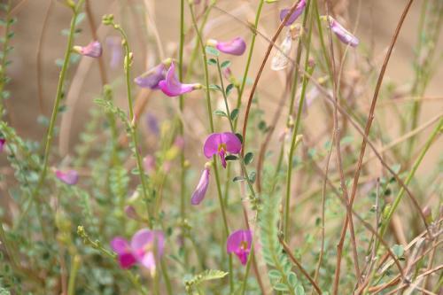 守護沙漠的花姑娘——花棒形態特征以及經濟價值