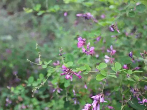 落葉灌木30——胡枝子生態(tài)習(xí)性