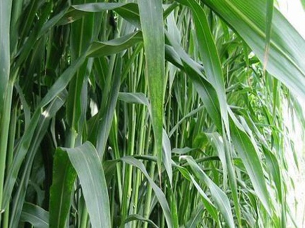甜高粱的種植方法有哪些，你了解多少?