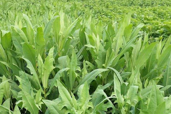 春季栽種苦荬菜種子營養價值高好賣錢 春季栽種苦荬菜種子營養價值高好賣錢