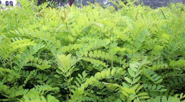 常見綠化護坡品種——紫穗槐經(jīng)濟價值