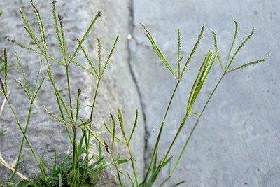 路邊最常見(jiàn)的雜草叫什么？狗牙根要這樣防治
