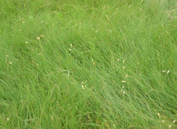 野牛草種植這幾個步驟一定要掌握好，種植就比較簡單