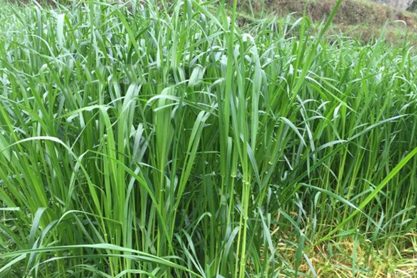 一年生黑麥草牧草種子適應性強，易種植、產量高